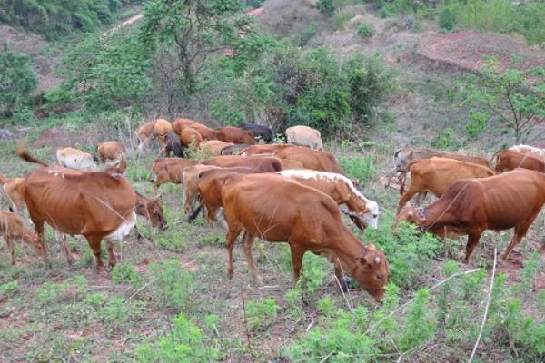 放棄留校任教回家養牛創業