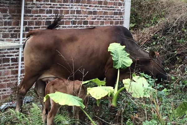 放棄留校任教回家養牛創業