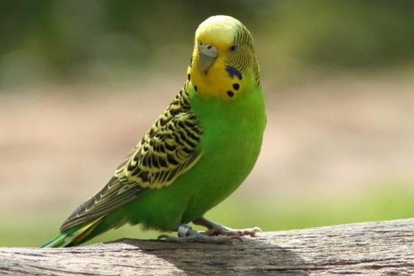 虎皮鸚鵡的養殖技術