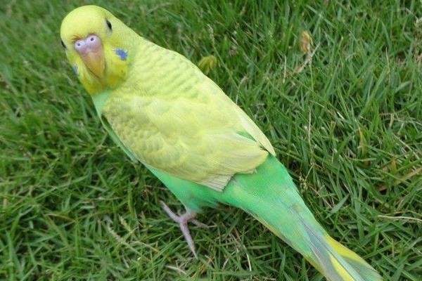 虎皮鸚鵡的養殖技術