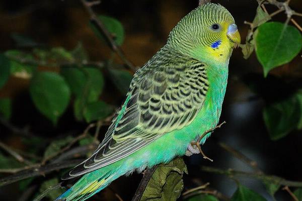 虎皮鸚鵡的養殖技術