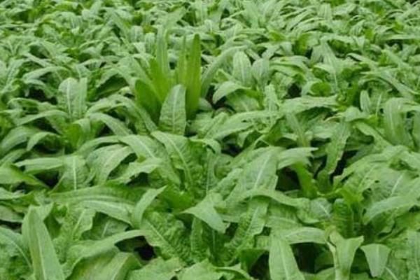 萵筍夏季怎么栽培能高產