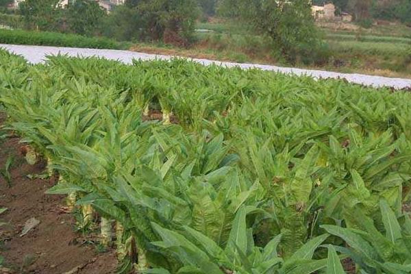 萵筍夏季怎么栽培能高產