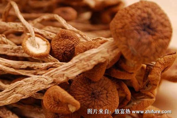 2018種茶樹菇賺錢嗎？茶樹菇種植的利潤與投資成本及前景預測