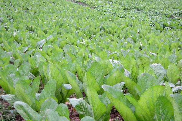 萵筍夏季怎么栽培能高產