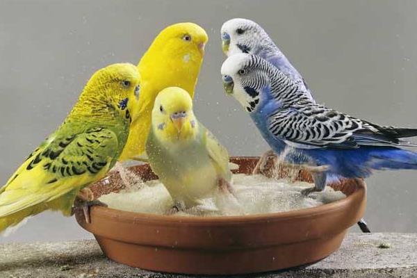 虎皮鸚鵡的養殖技術