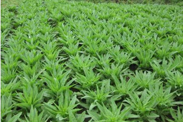 萵筍夏季怎么栽培能高產