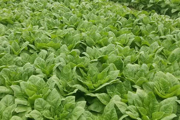 萵筍夏季怎么栽培能高產