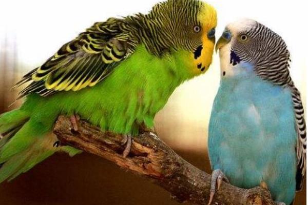 虎皮鸚鵡的養殖技術