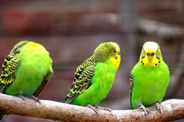 虎皮鸚鵡的養殖技術