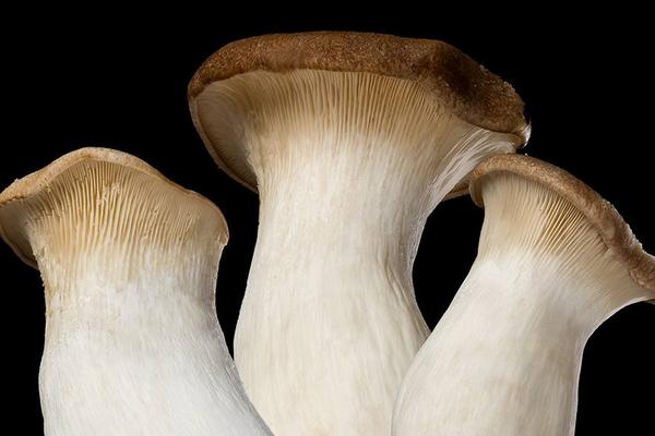 2018種杏鮑菇賺錢嗎?杏鮑菇種植的利潤與投資成本及前景預測