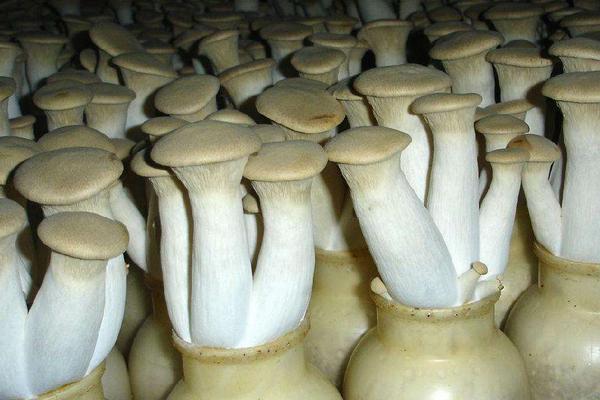 2018種杏鮑菇賺錢嗎?杏鮑菇種植的利潤與投資成本及前景預測