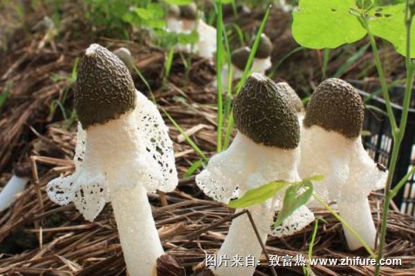 2018種竹蓀賺錢嗎？竹蓀種植的利潤與投資成本及前景預測