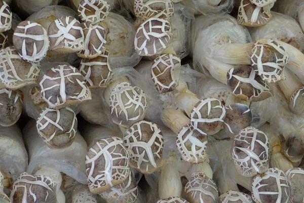 2018種杏鮑菇賺錢嗎?杏鮑菇種植的利潤與投資成本及前景預測