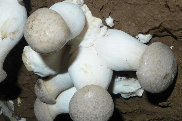 2018種杏鮑菇賺錢嗎?杏鮑菇種植的利潤與投資成本及前景預測