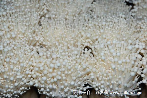 2018種金針菇賺錢嗎？金針菇種植的利潤與投資成本及前景預測