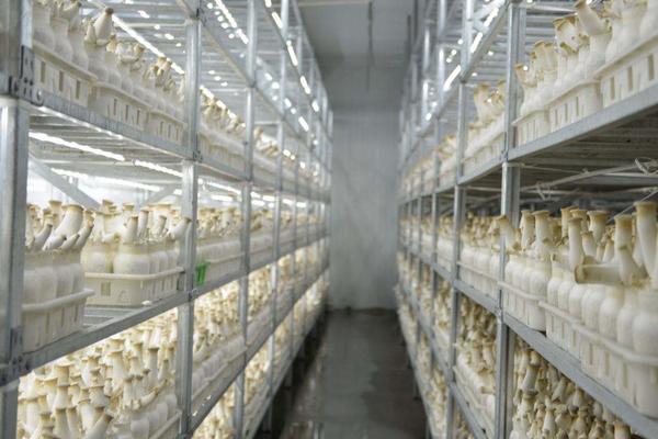 2018種杏鮑菇賺錢嗎?杏鮑菇種植的利潤與投資成本及前景預測