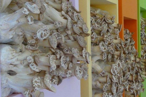 2018種杏鮑菇賺錢嗎?杏鮑菇種植的利潤與投資成本及前景預測