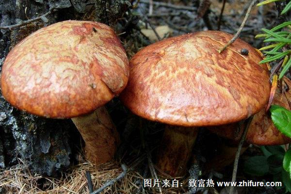 2018種蘑菇賺錢嗎？蘑菇種植的利潤(rùn)與投資成本及前景預(yù)測(cè)