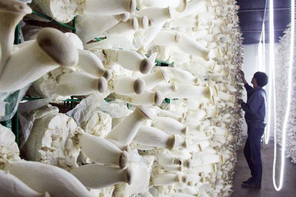 2018種杏鮑菇賺錢嗎?杏鮑菇種植的利潤與投資成本及前景預測