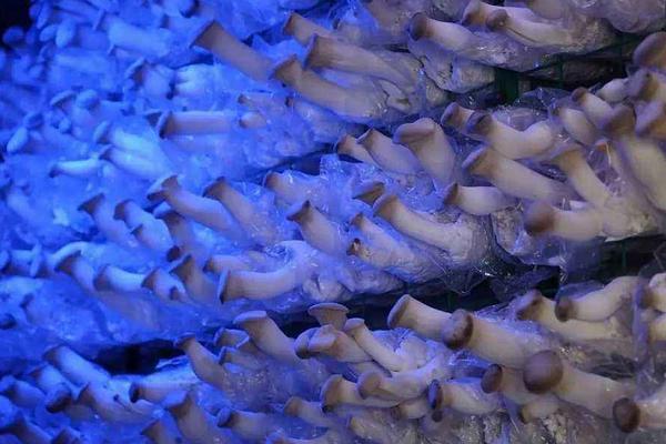 2018種杏鮑菇賺錢嗎?杏鮑菇種植的利潤與投資成本及前景預測