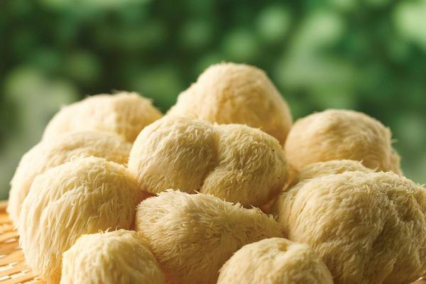 2018種猴頭菇賺錢嗎？猴頭菇種植的利潤與投資成本及前景預測