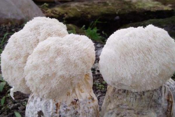 2018種猴頭菇賺錢嗎？猴頭菇種植的利潤與投資成本及前景預測