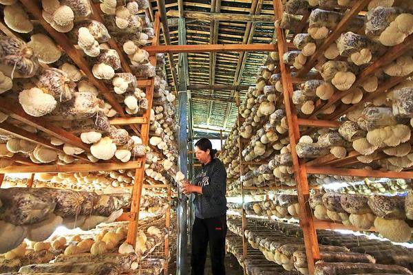 2018種猴頭菇賺錢嗎？猴頭菇種植的利潤與投資成本及前景預測