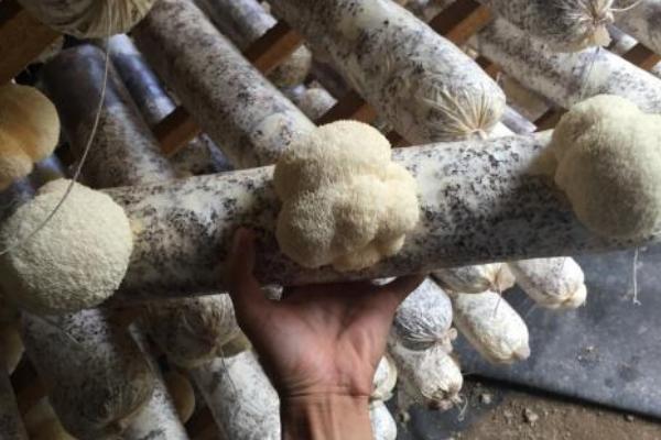 2018種猴頭菇賺錢嗎？猴頭菇種植的利潤與投資成本及前景預測