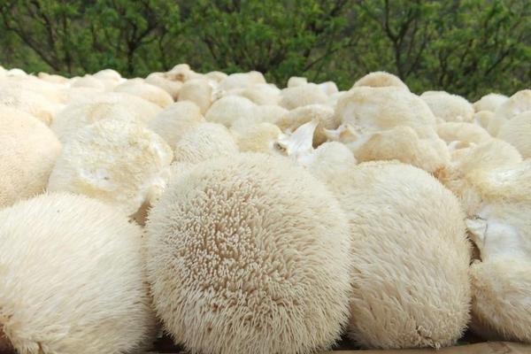 2018種猴頭菇賺錢嗎？猴頭菇種植的利潤與投資成本及前景預測