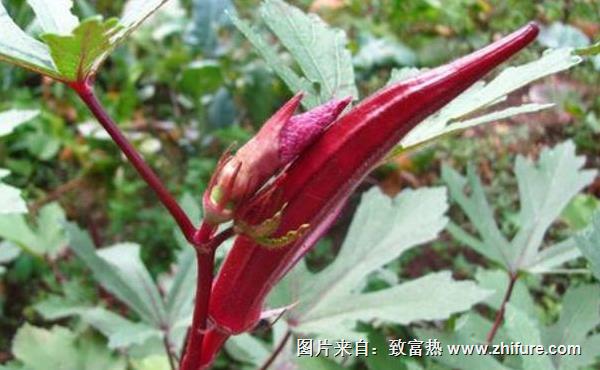 紅秋葵的功效與作用及禁忌