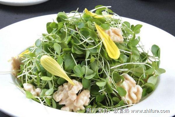 香椿芽苗菜價格多少錢一斤