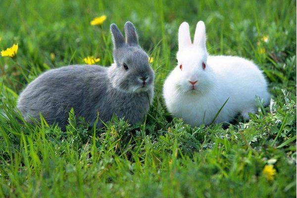 養兔子要注意的事項