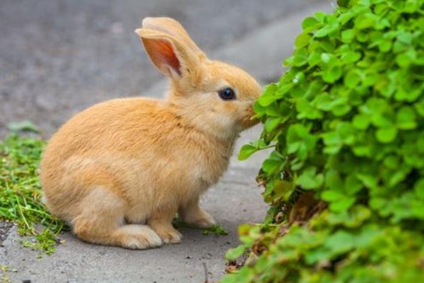 養兔子要注意的事項
