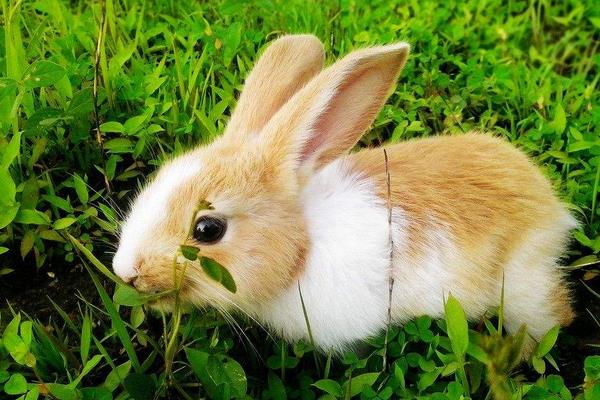 養兔子要注意的事項