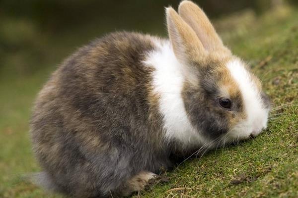 養兔子要注意的事項