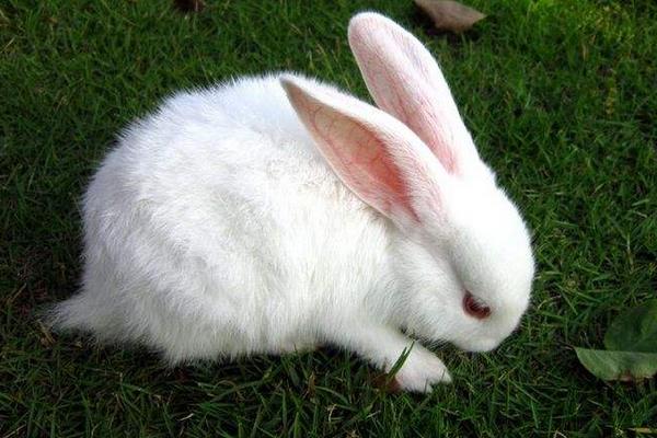 養兔子要注意的事項