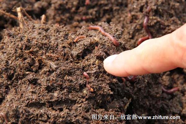 養(yǎng)蚯蚓用什么土