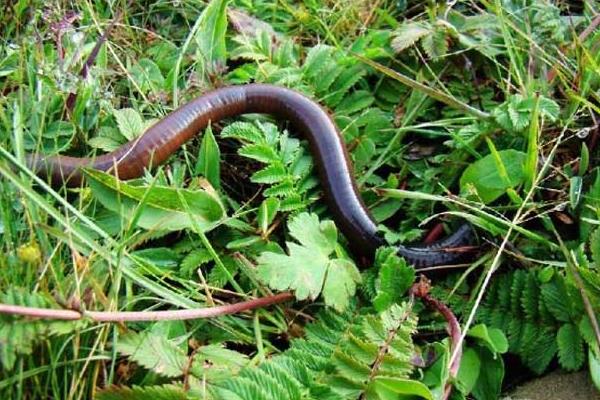 養(yǎng)蚯蚓用什么土