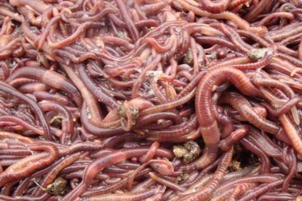 養(yǎng)蚯蚓用什么土