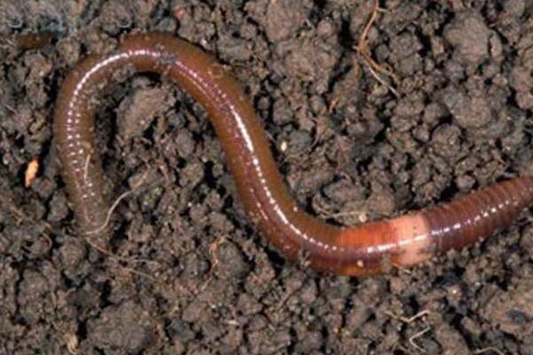養(yǎng)蚯蚓用什么土