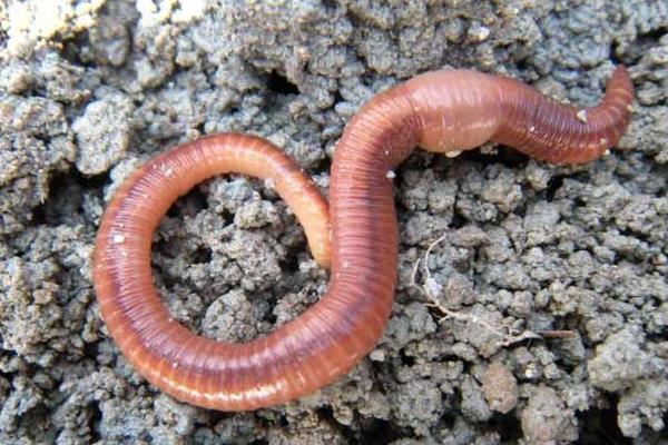 養(yǎng)蚯蚓用什么土