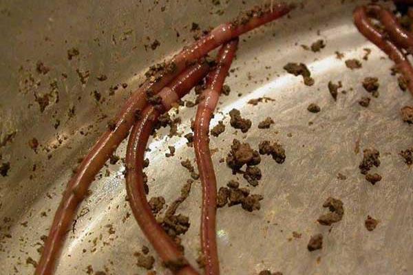 養(yǎng)蚯蚓用什么土