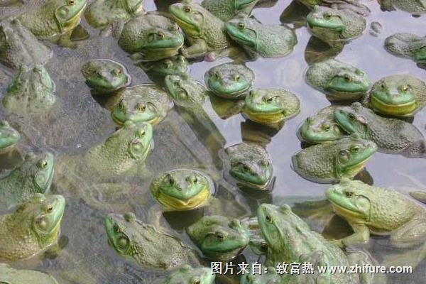 牛蛙養(yǎng)殖成本