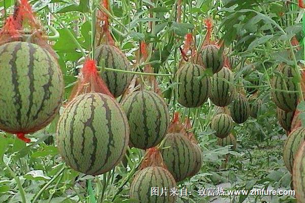 西瓜種植技術