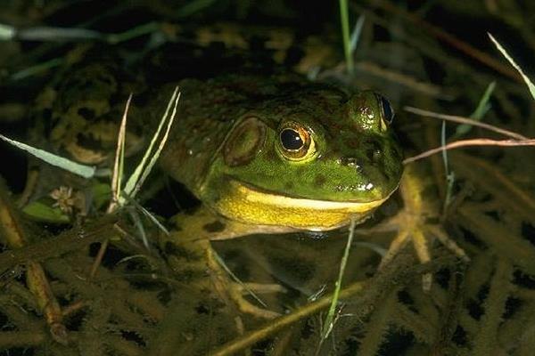 牛蛙的飼料投喂