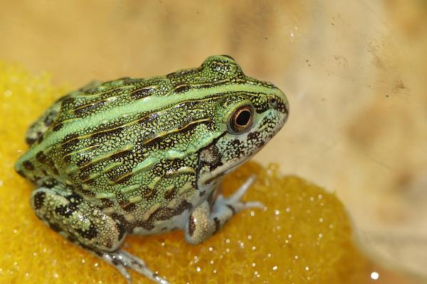 牛蛙的飼料投喂
