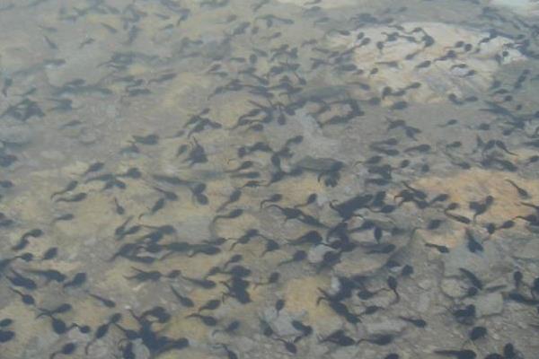 牛蛙的飼料投喂