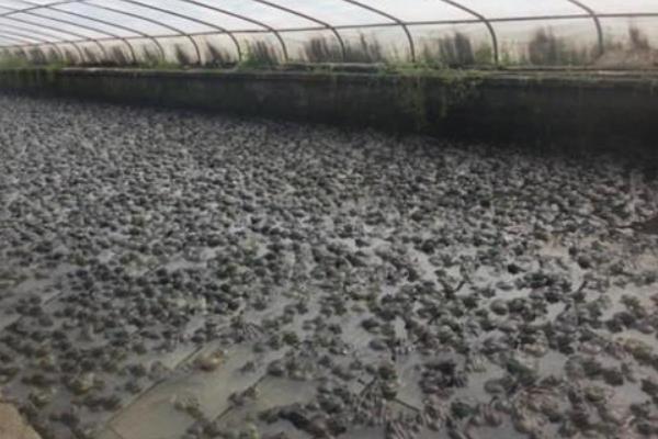 牛蛙的飼料投喂