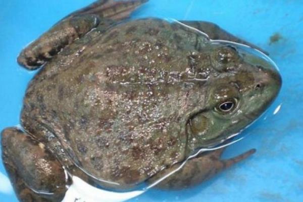 牛蛙的飼料投喂